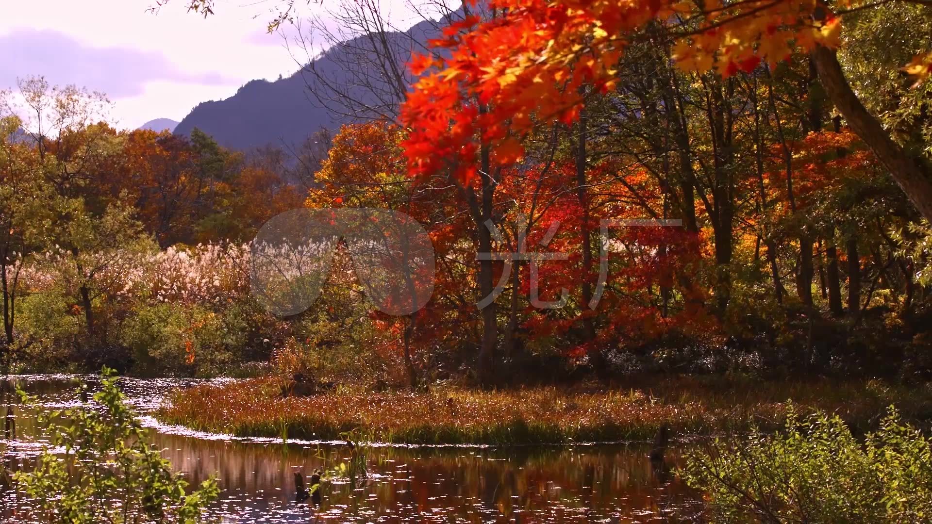 深秋滿山紅葉的山林