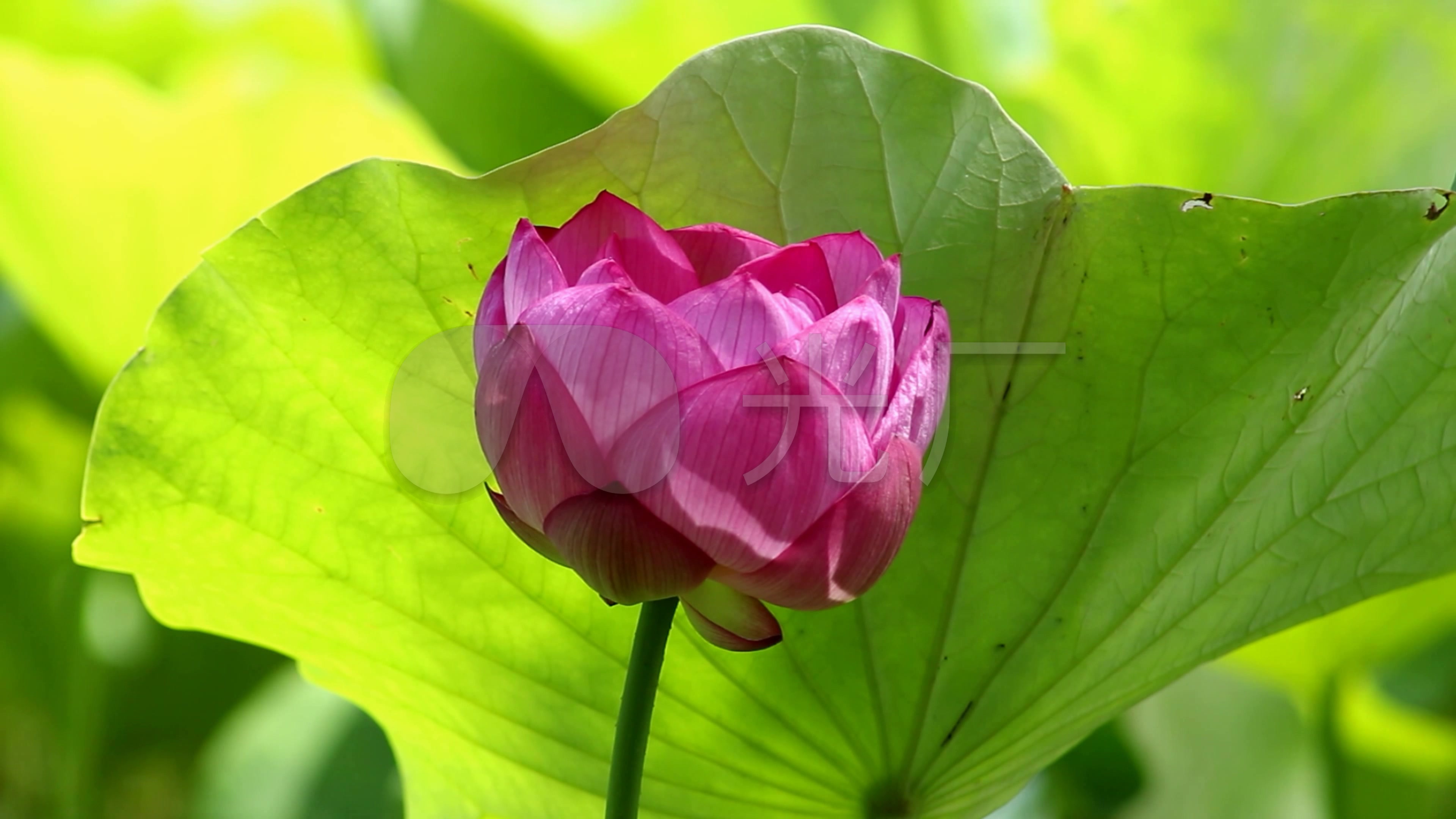 唯美荷花莲花4k