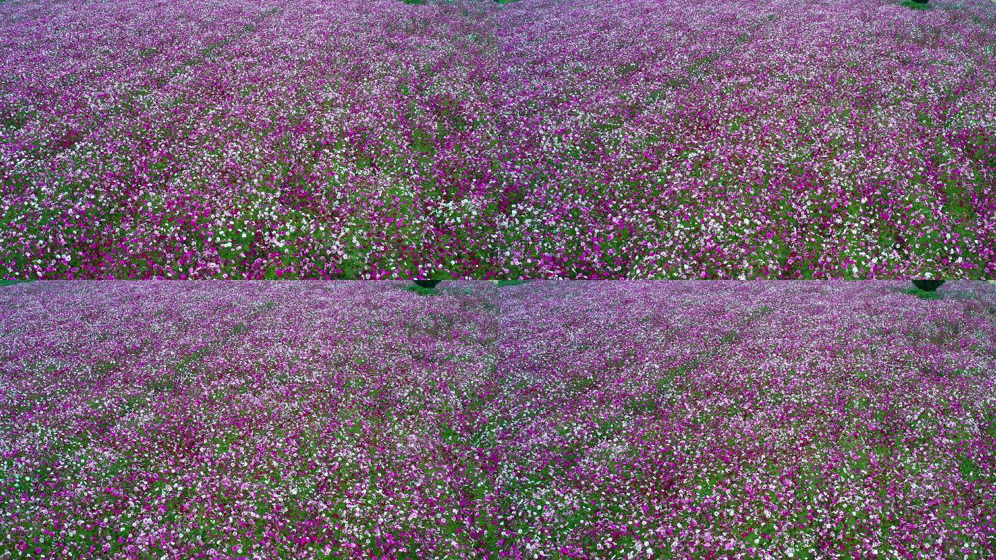 4K薰衣草园苗圃花海视频素材