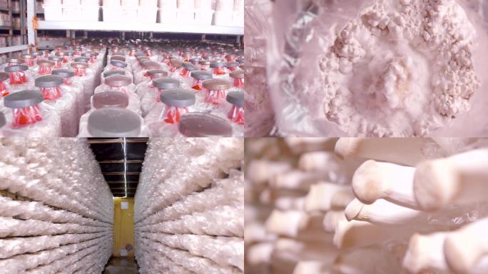实拍蘑菇培养采集加工基地种植