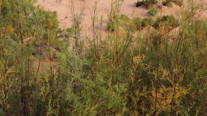 塔克拉玛干沙漠公路人工种植柽柳