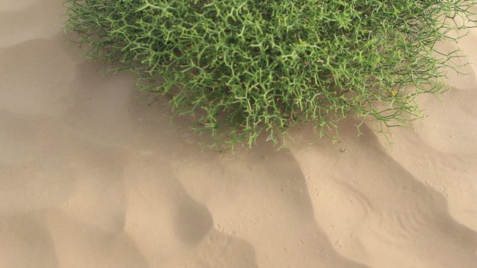 塔克拉玛干沙漠植物河西苣