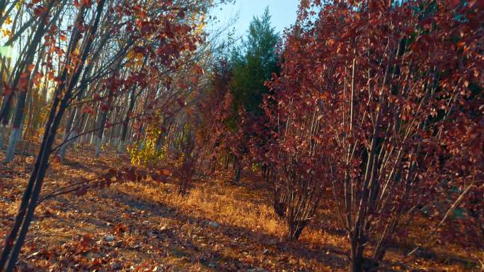 秋天清晨公园树林里金黄色树叶4k素材