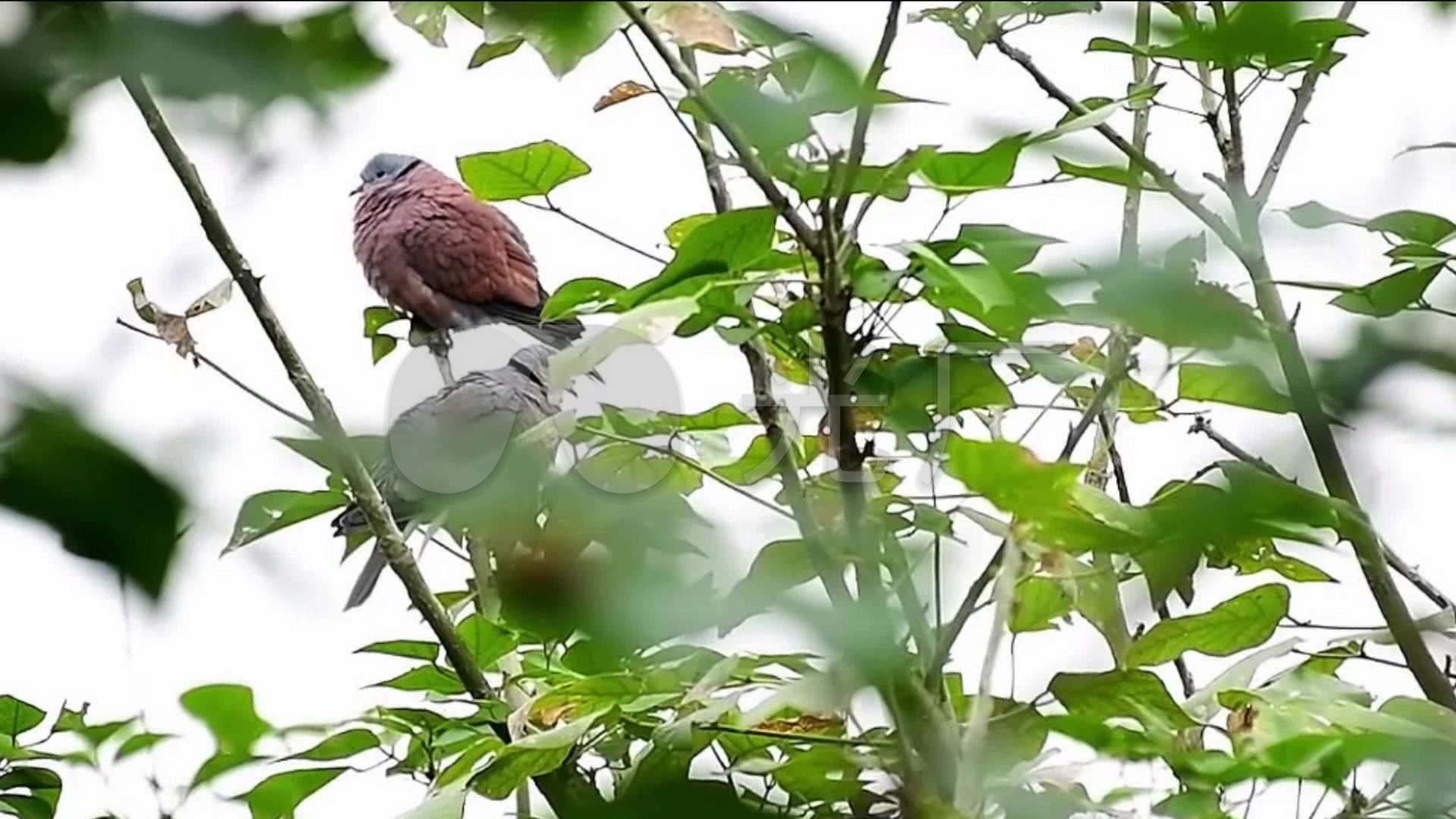 小鸟百态树林树枝小鸟鸟鸣视频素材集