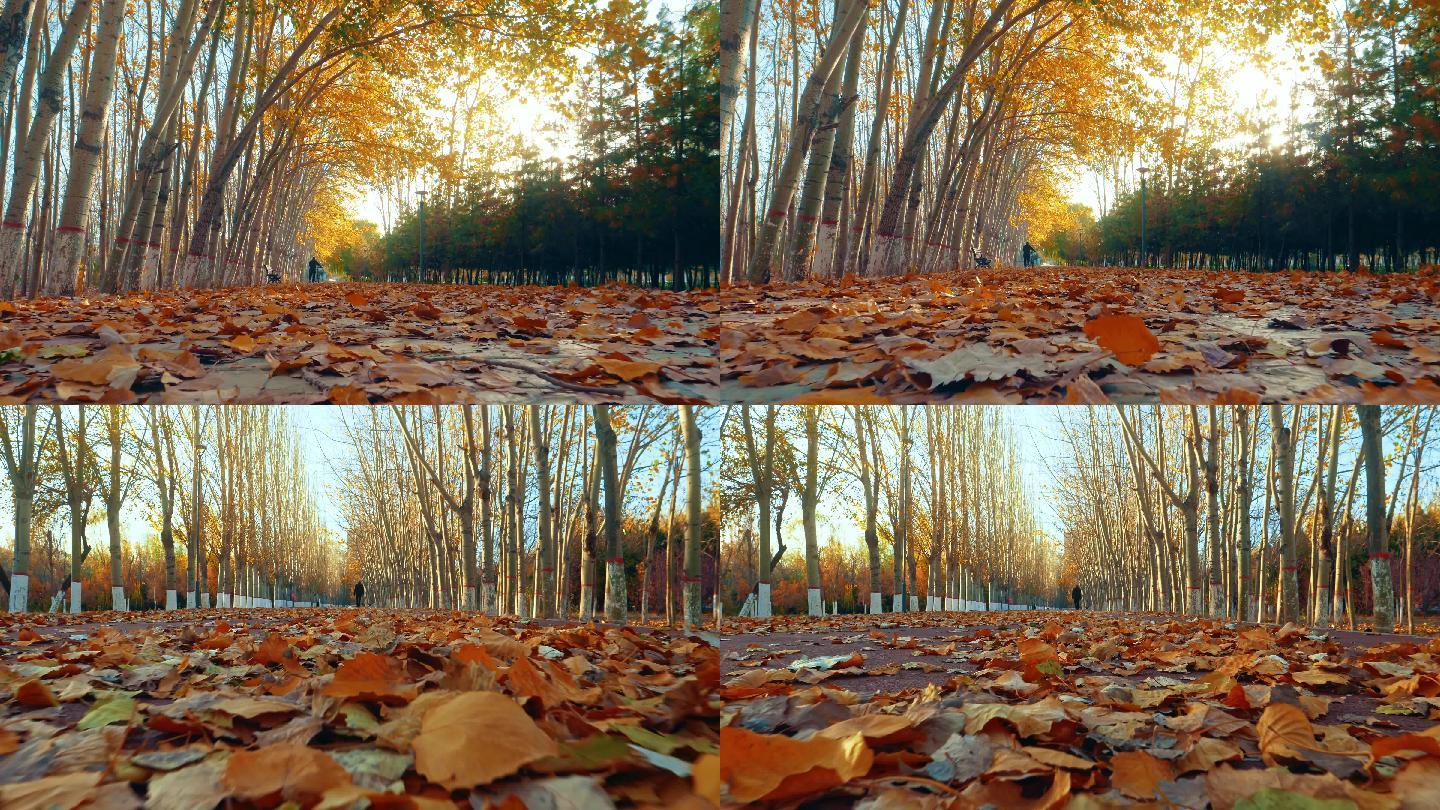 秋天清晨公园里树叶都是金黄色4k素材