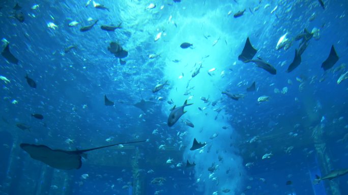 海洋生物鱼群