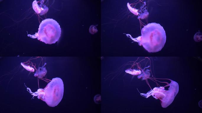 海洋生物鱼群水母