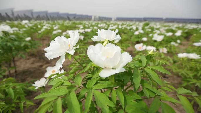 大气航拍光伏发电农业扶贫