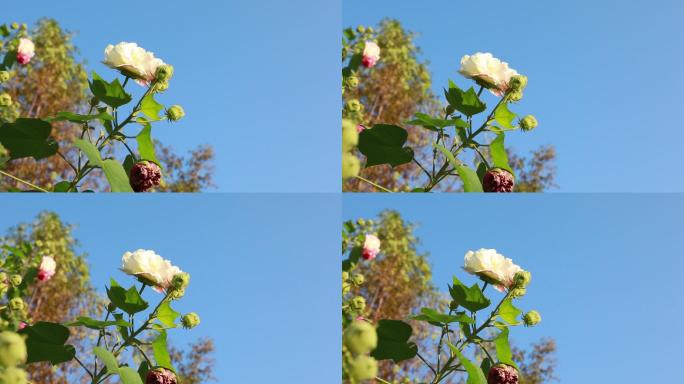 【4K原创】高清实拍芙蓉花