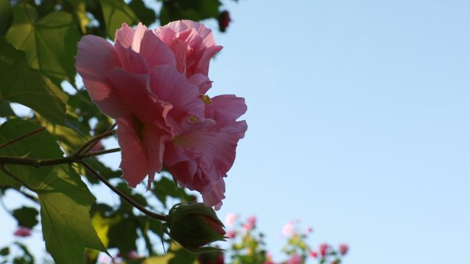 【4K原创】高清实拍芙蓉花