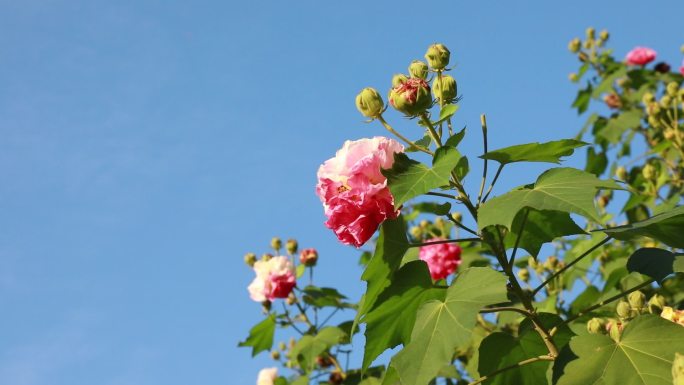 【4K原创】高清实拍芙蓉花