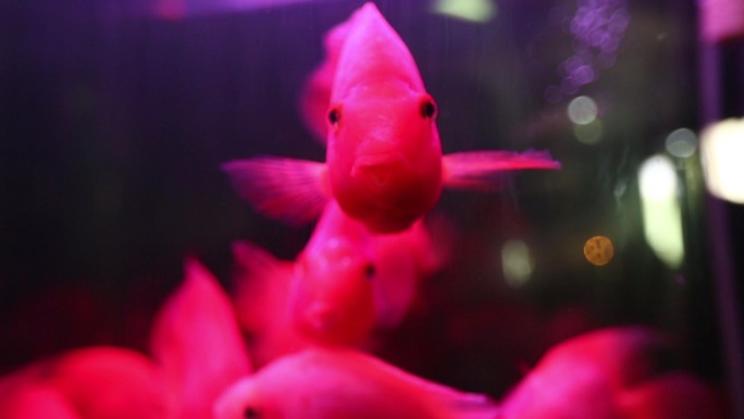 鱼缸里红红的鱼