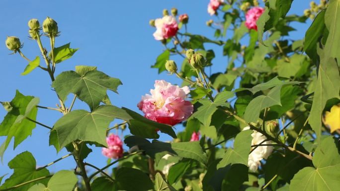 【4K原创】高清实拍芙蓉花