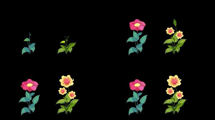 花植物生长动画开花带通道视频素材