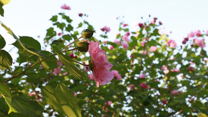 【原创】高清实拍芙蓉花