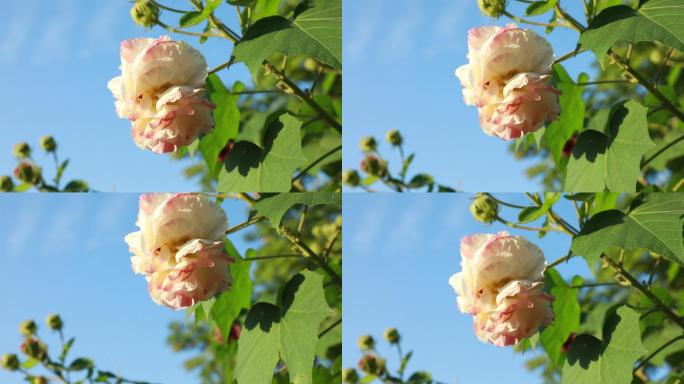 【4K原创】高清实拍芙蓉花