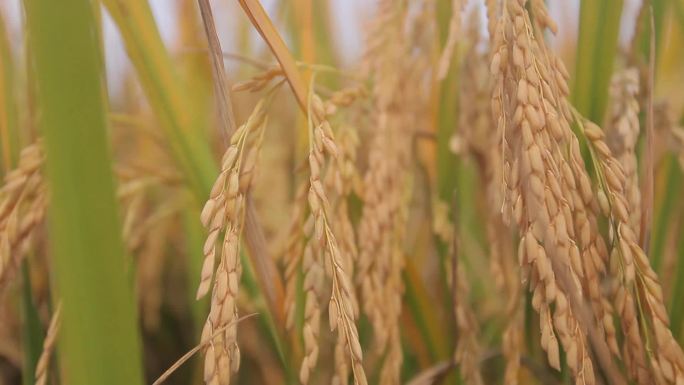 秋收水稻水稻收割螃蟹农业
