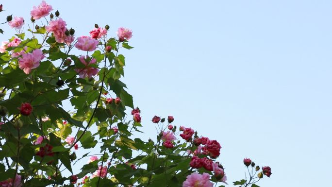 【4K原创】高清实拍芙蓉花