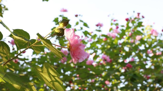 【4K原创】高清实拍芙蓉花