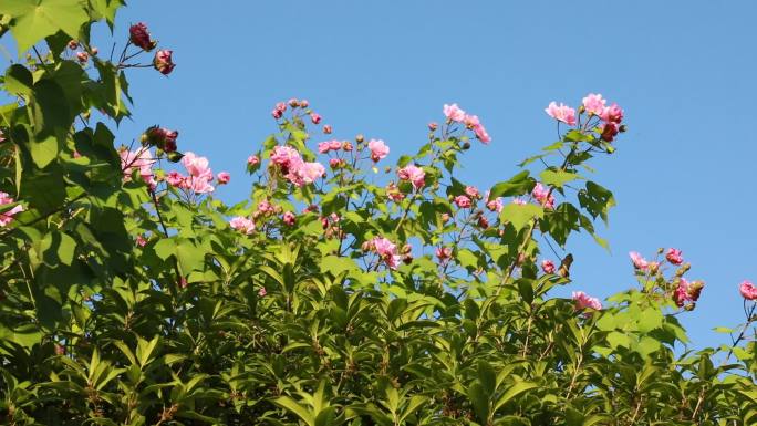 【4K原创】高清实拍芙蓉花