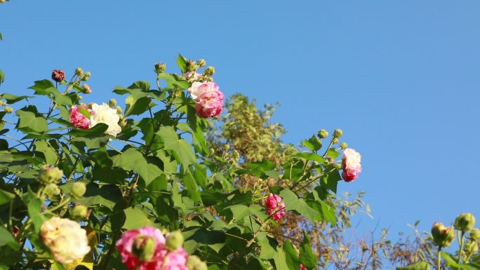 【4K原创】高清实拍芙蓉花