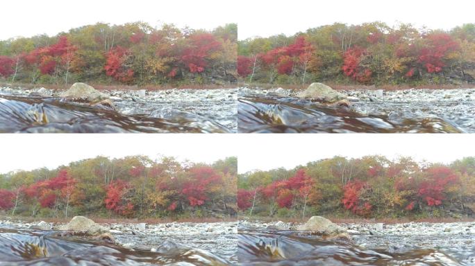 水面拍摄红叶水面小溪