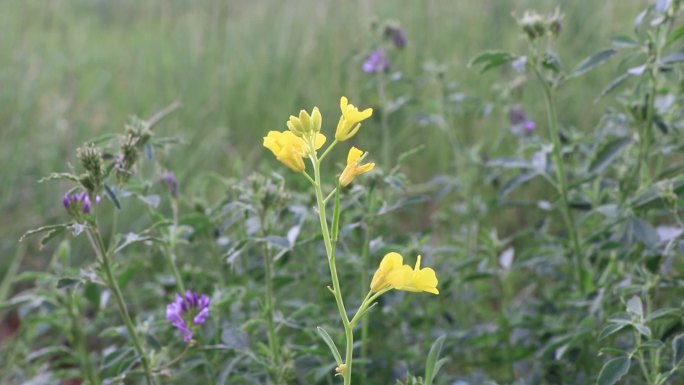 实拍山野花花朵山花黄花