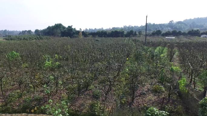 四川双流梨树种植基地