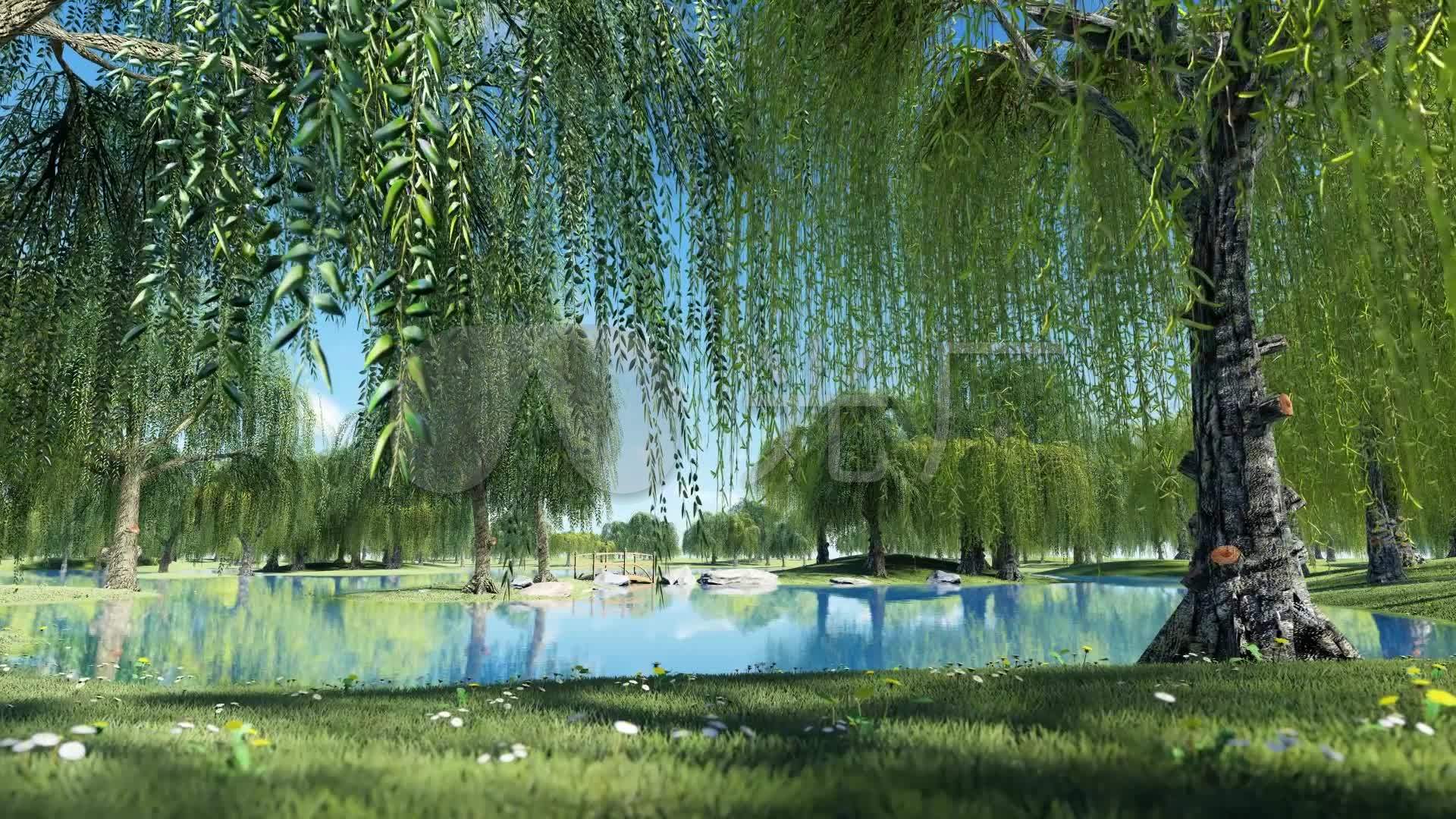 河边的柳树摄影图__自然风景_自然景观_摄影图库_昵图网nipic.com