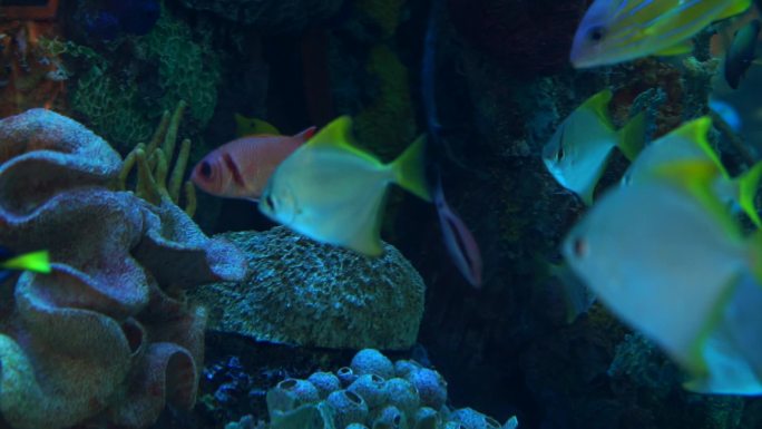 金鲳鱼海底世界