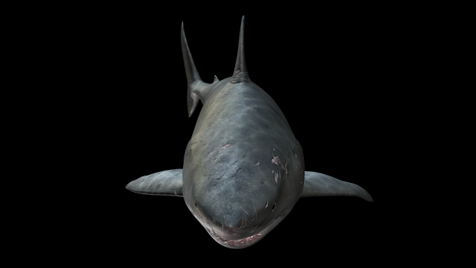 鲨鱼4k（03）-alpha循环