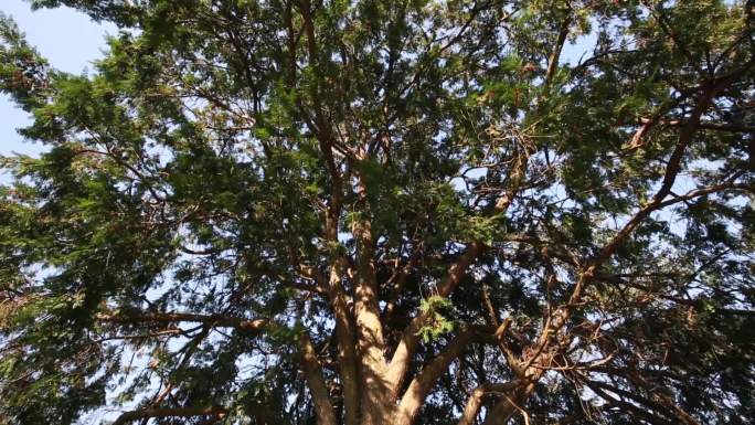 4组古红豆杉和果实特写33秒