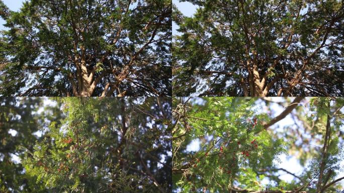 4组古红豆杉和果实特写33秒