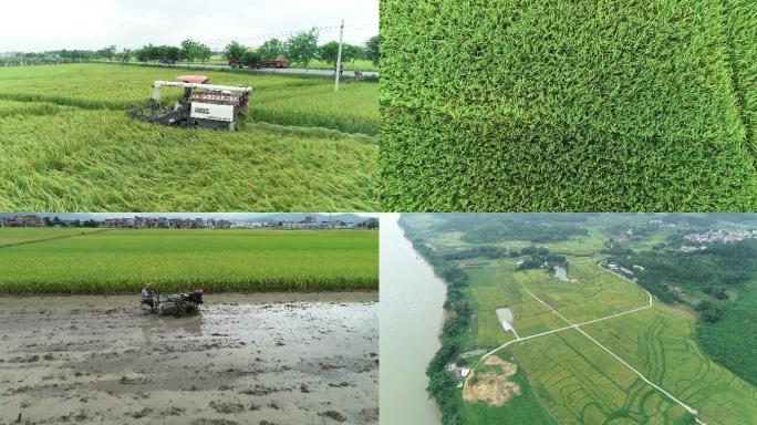 4K农业水稻航拍