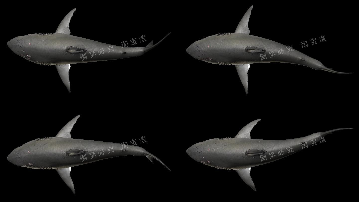 鲨鱼4k（05）-alpha循环