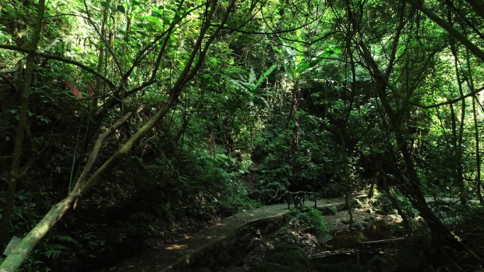 原始森林巨藤王国藤类世界