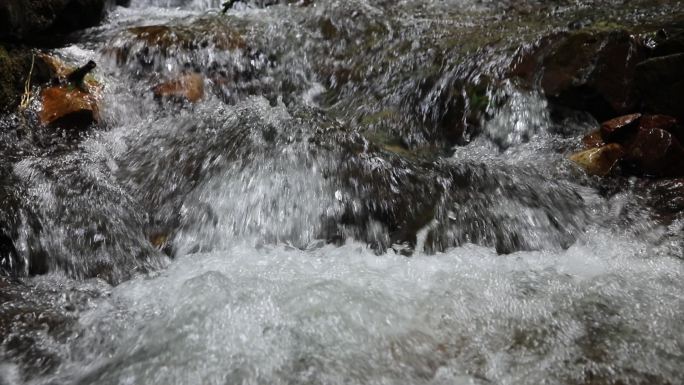 小溪原始森林广西清溪特写