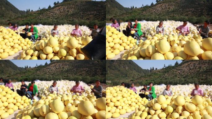 3组柚子丰收实拍44秒