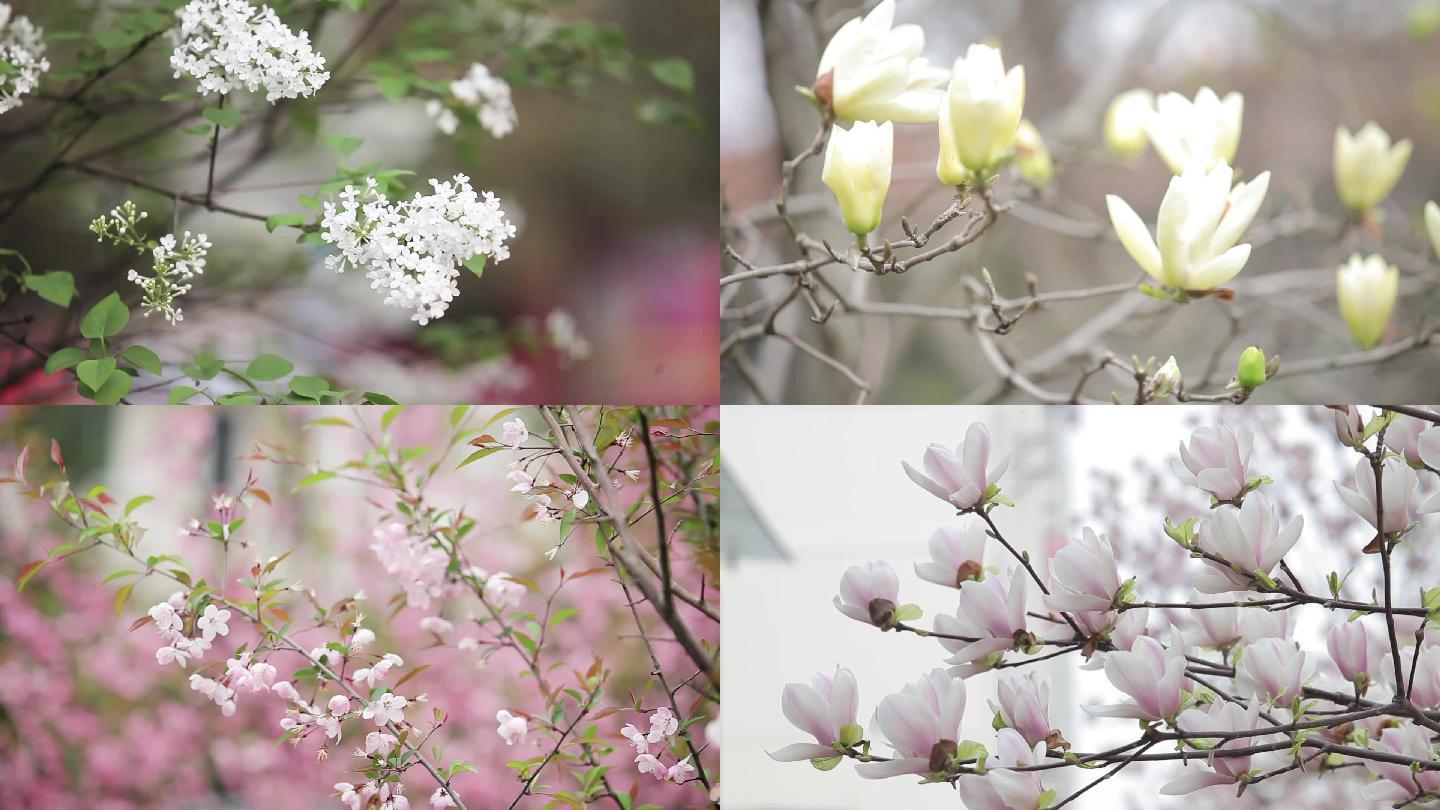 实拍花朵花园梨花美丽的鲜花特写