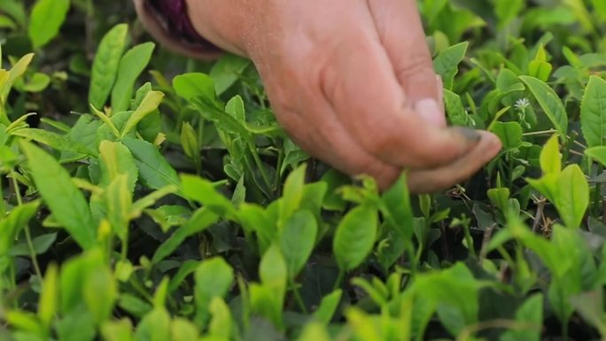 茶场航拍种茶采茶制茶