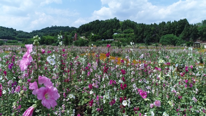 四川成都金堂花谷