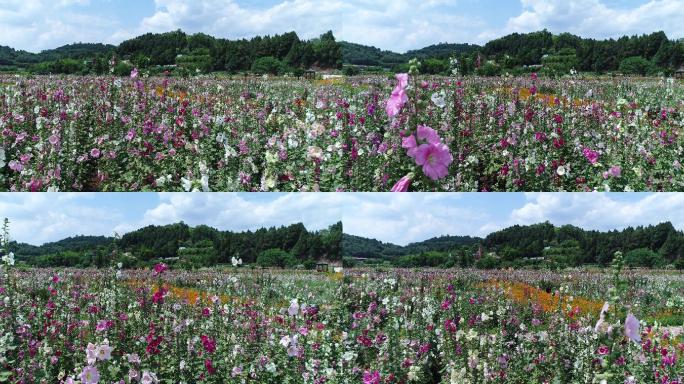 四川成都金堂花谷