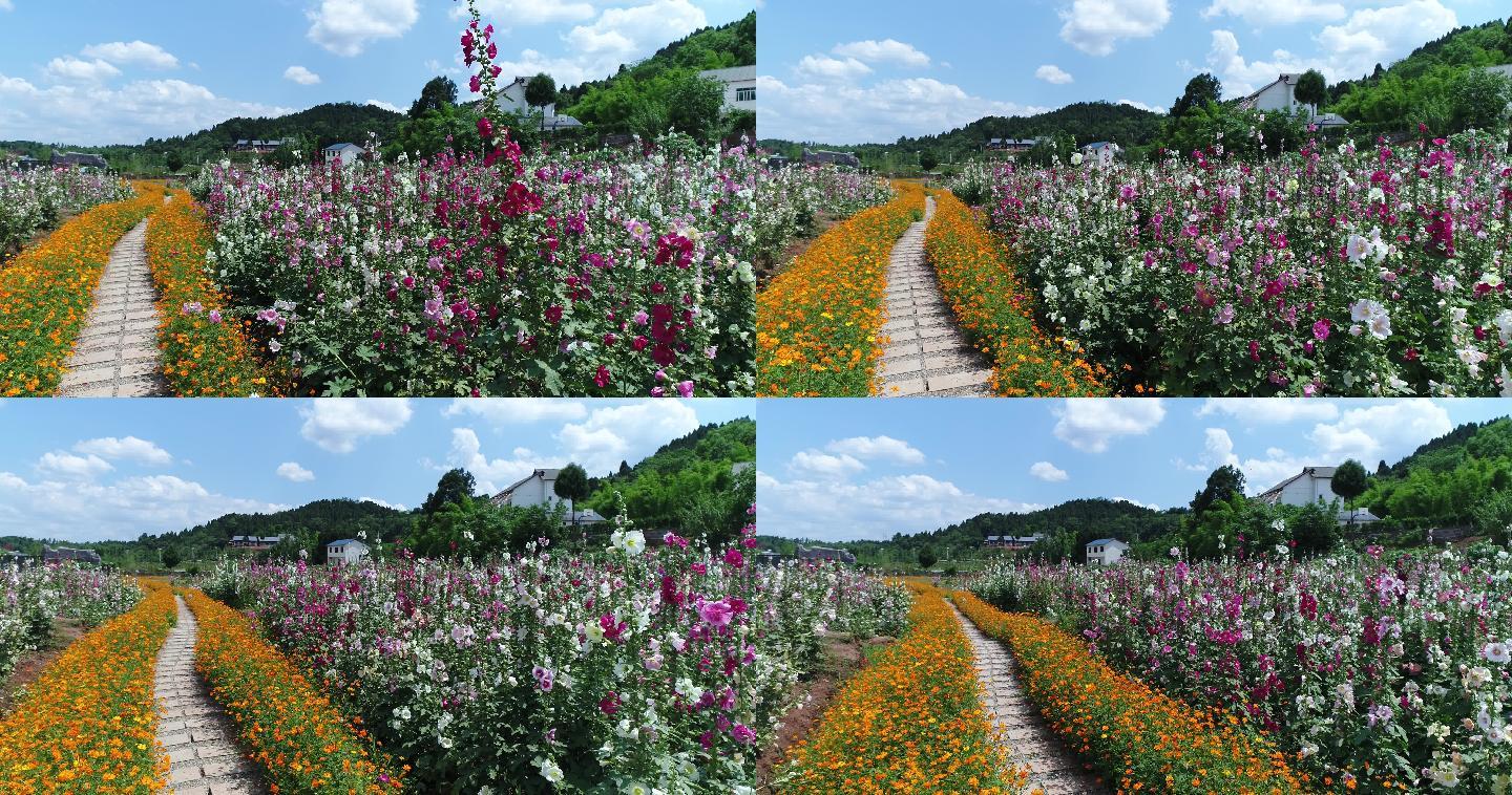 四川成都金堂花谷