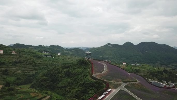 贵州遵义桐梓千里花海航拍