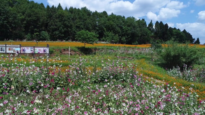 四川成都金堂花谷