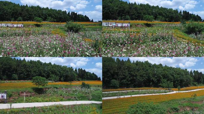 四川成都金堂花谷