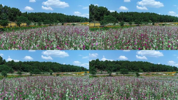 四川成都金堂花谷