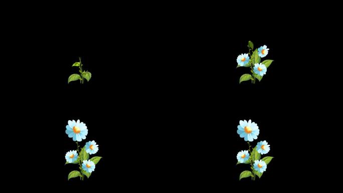 白色花植物生长动画开花带通道视频素材