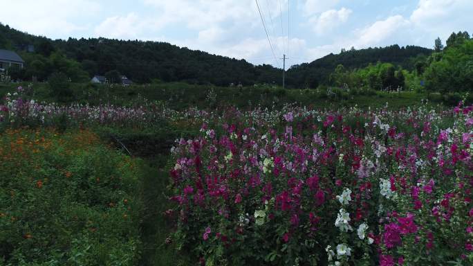 四川成都金堂花谷