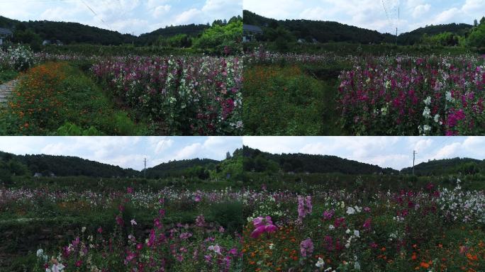 四川成都金堂花谷